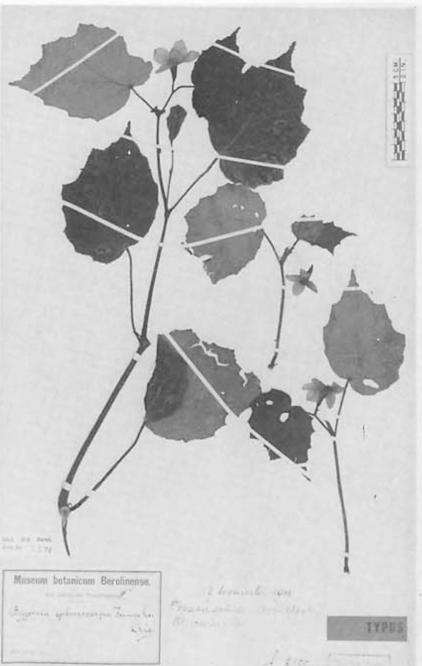 B. sphenocarpa